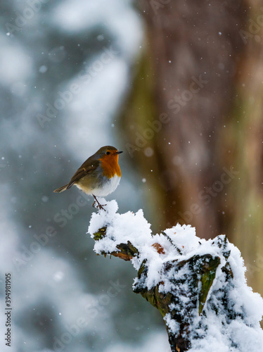 Canvas Print European robin (Erithacus rubecula) on snow covered wooden branch - selective fo