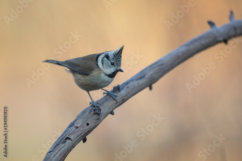 Mésange huppé Lophophanes cristatus