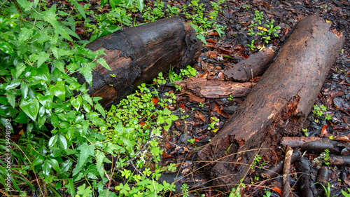 Wallpaper Mural laurel forest in gran canaria Torontodigital.ca