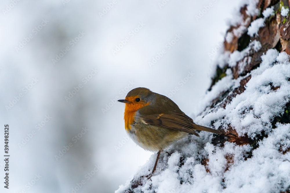 European robin (Erithacus rubecula) on snow covered wooden branch in Scottish forest - selective focus European robin (Erithacus rubecula) on snow covered wooden branch in Scottish forest - selective focus