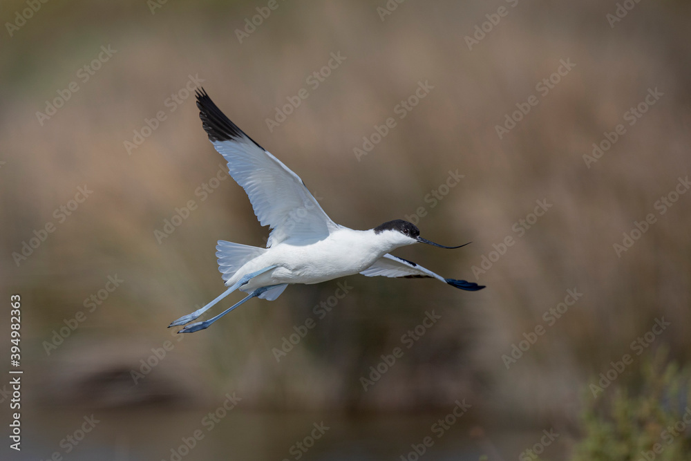 Avocette élégante Recurvirostra avosetta Avocette élégante Recurvirostra avosetta