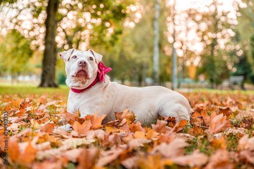 Obraz na płótnie Adorable cute crossed breed mix mutt dog in autumn season in a park. Adult dog with pink bow on a collar. w salonie
