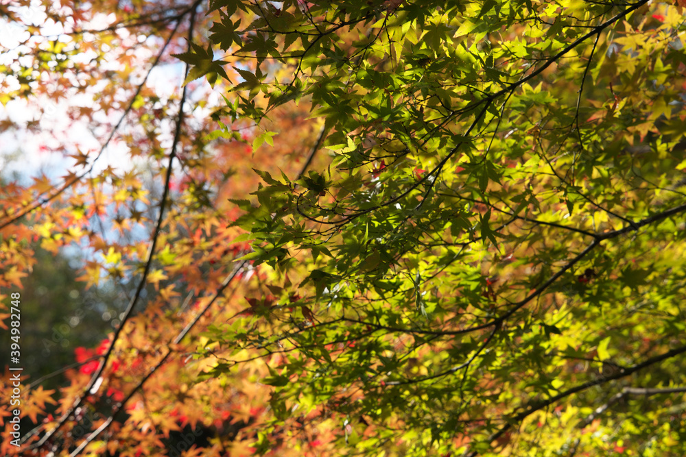 緑と赤の紅葉もみじ