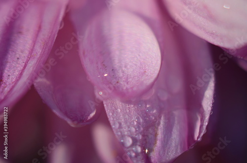 close up on the flower with water drop on lobe after the rain.