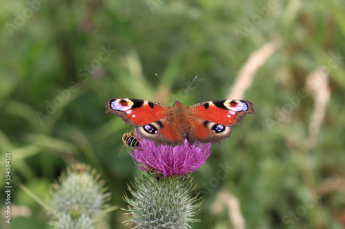butterfly and flower in Breinig Rhineland Germany Europe