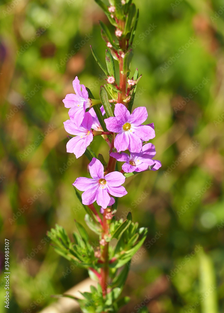 Naklejka premium False Grass-Poly (Lythrum junceum)