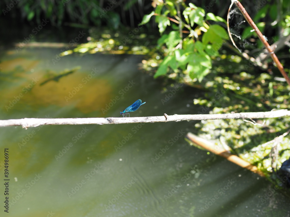 Dragonfly with Blue Wings Sitting on a Branch on a Background of the River. Beautiful dragonfly are sitting on a leaf in the natural habitat. Sunny, Summer day. Close-up. Dragonfly with Blue Wings Sitting on a Branch on a Background of the River. Beautiful dragonfly are sitting on a leaf in the natural habitat. Sunny, Summer day. Close-up.