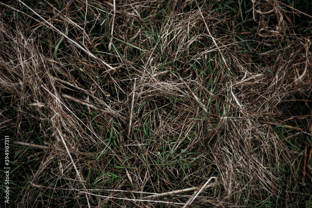 dry grass in the field in autumn
