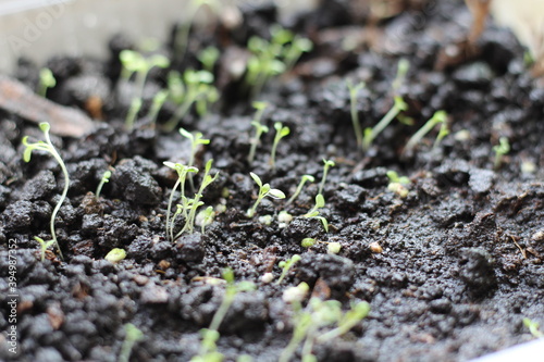 Macro view of sprout growing from seed, spring concept