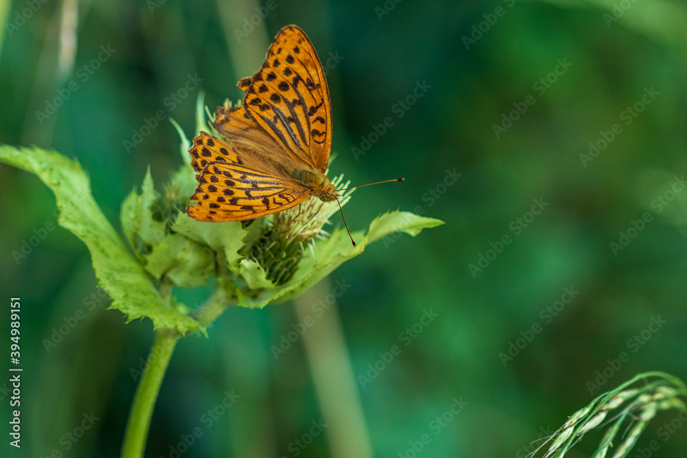 Obraz premium butterfly on a flower