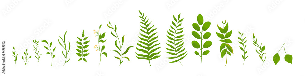 Obraz premium Big collection of green differences leaves. Vector illustration design.