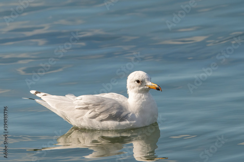 Portrait of natural common black-headed gull (Larus ridibundus)