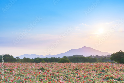 早朝の筑波山とポピー畑と太陽の風景