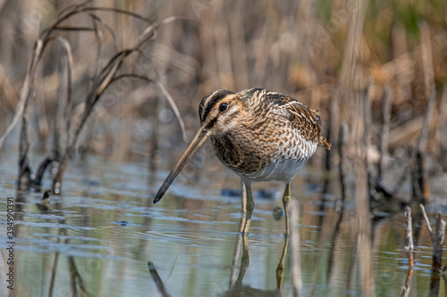 Common snipe or Gallinago gallinago standing in wildlife