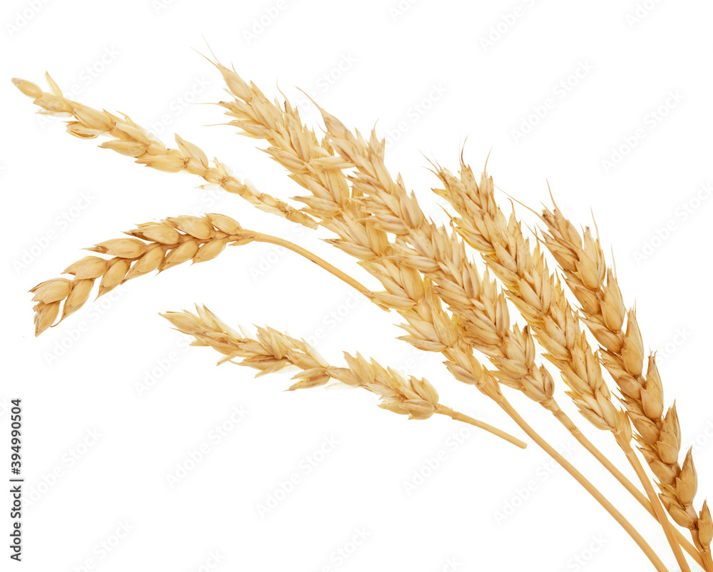 Wheat on white Wheat on white