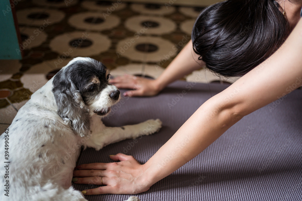 Unrecognizable woman playing with white Cocker Spaniel dog