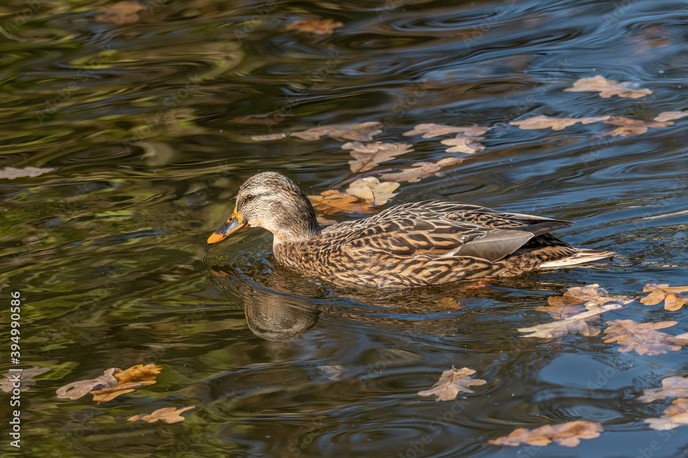 Birds and animals in wildlife. Mallard Duck, Anas platyrhynchos. Birds and animals in wildlife. Mallard Duck, Anas platyrhynchos.