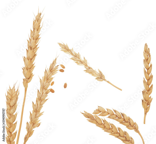 Wheat on white