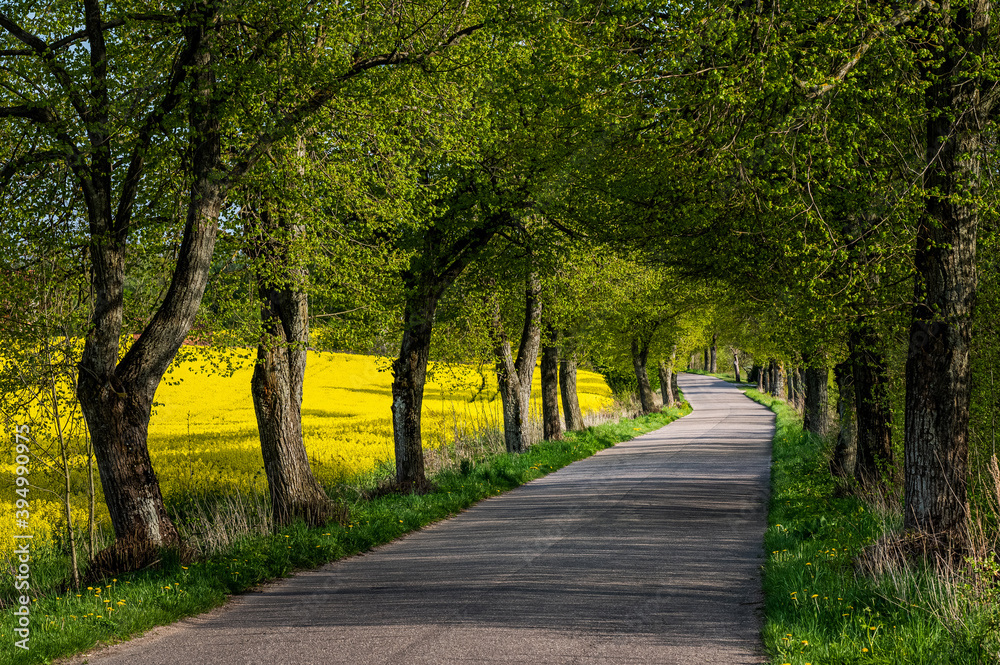 Naklejka premium droga wśród drzew