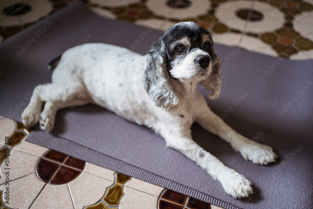 White Cocker Spaniel dog on purple yoga mat