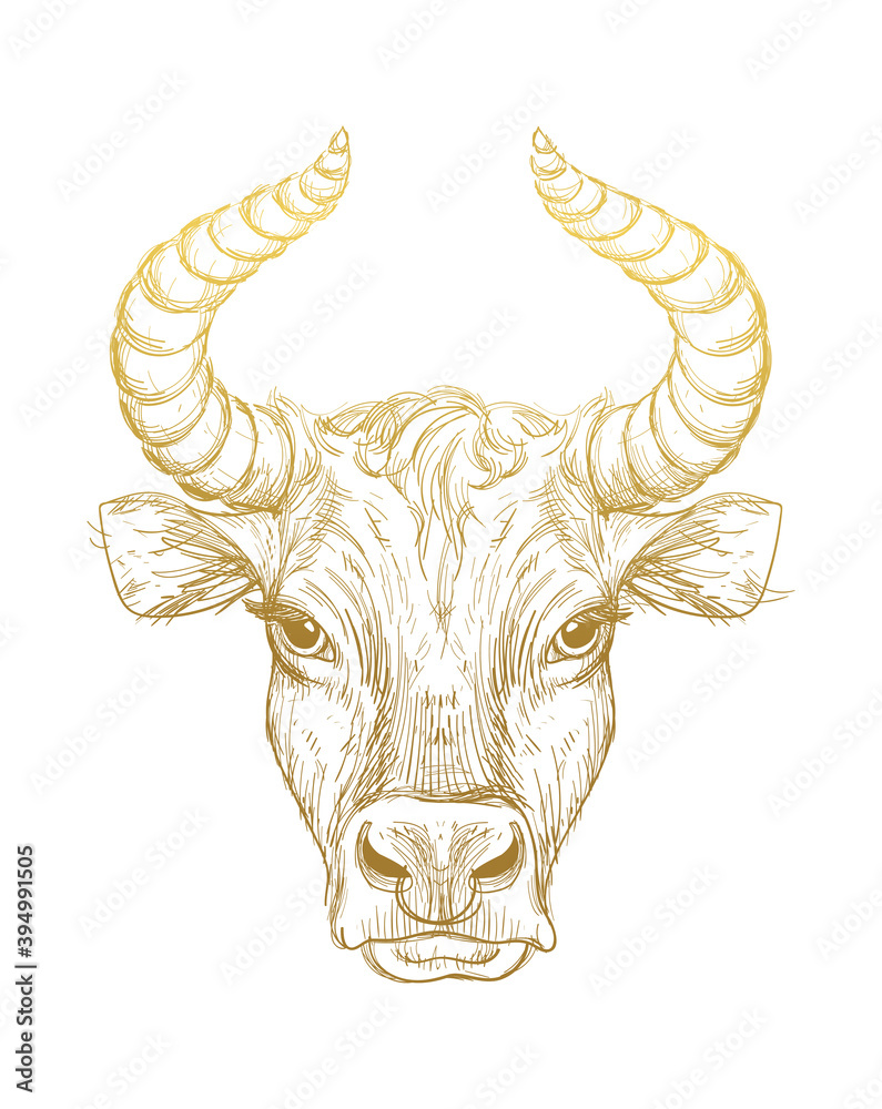 Happy New Year 2021 of the Ox, Ox-Taurus. Golden linear drawing on a white background, tarot, tattoo, chinese horoscope, astrology and zodiac signs. Vector illustration for poster, cover, calendar, l. Happy New Year 2021 of the Ox, Ox-Taurus. Golden linear drawing on a white background, tarot, tattoo, chinese horoscope, astrology and zodiac signs. Vector illustration for poster, cover, calendar, l.