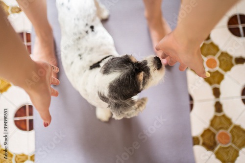 Obraz na płótnie Unrecognizable woman playing with white Cocker Spaniel dog w salonie