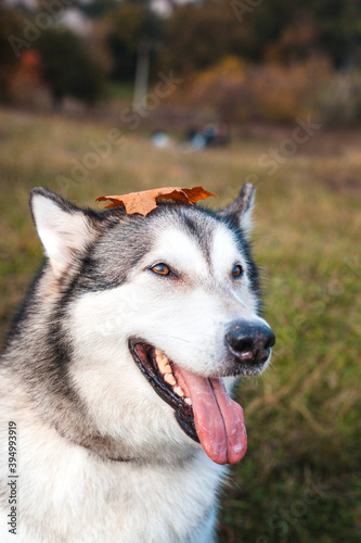 Husky dog with a fallen orange maple leaf on his head in the park in autumn