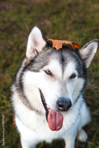 Husky dog with a fallen orange maple leaf on his head in the park in autumn © AMBERLIGHT