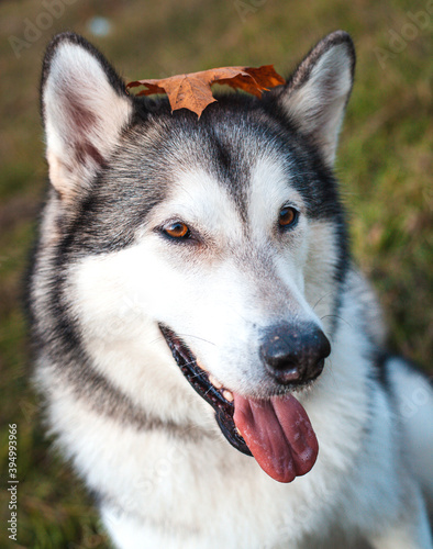 Husky dog with a fallen orange maple leaf on his head in the park in autumn