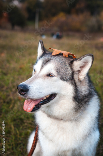 Husky dog with a fallen orange maple leaf on his head in the park in autumn