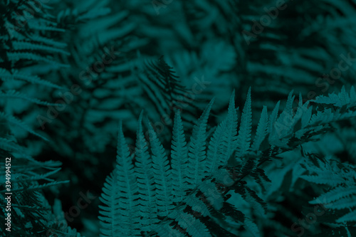 Beautiful ferns leaves green foliage.