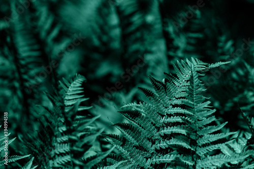 Natural floral fern background.