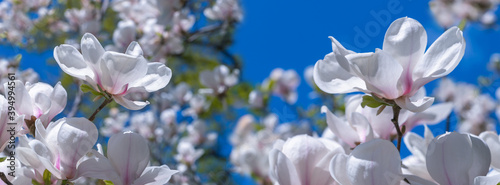  Panorama white magnolia flowers in the sun.