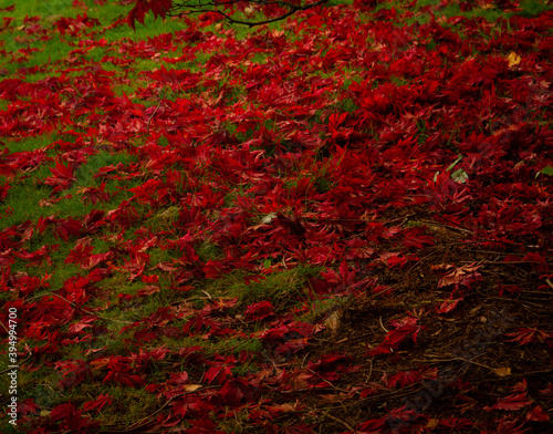 A blanket of Acer leaves in Sheffield Park in Autumn