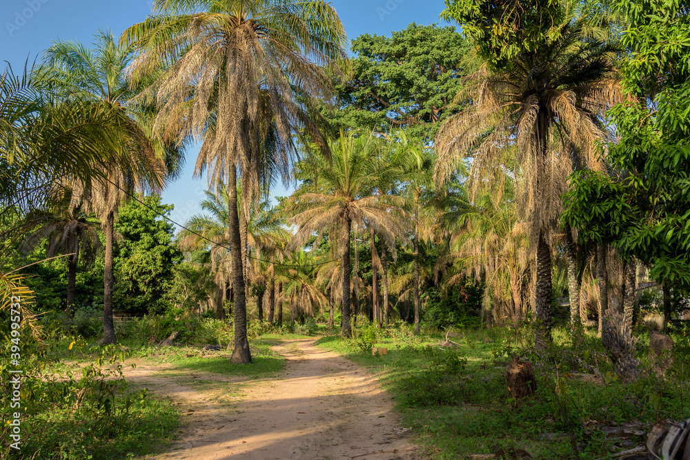 Paisaje boscoso en la pequeña aldea de Edioungou, en los alrededores de Oussouye, en la región de Casamance, en el sur del Senegal