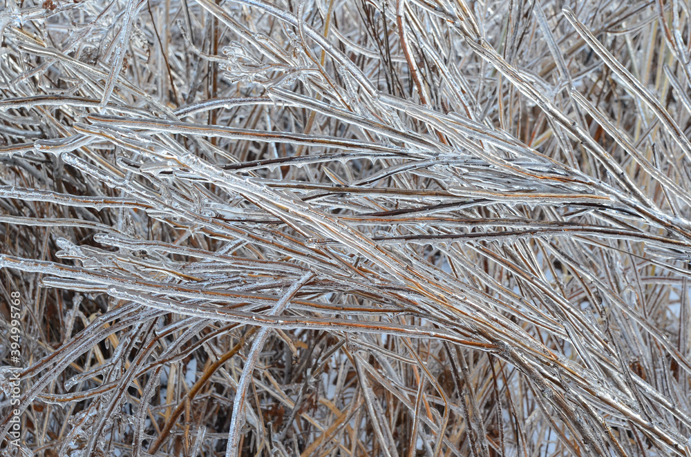 Winter background or landscape nature in winter ice on tree branches frozen forest crystal Winter background or landscape nature in winter ice on tree branches frozen forest crystal