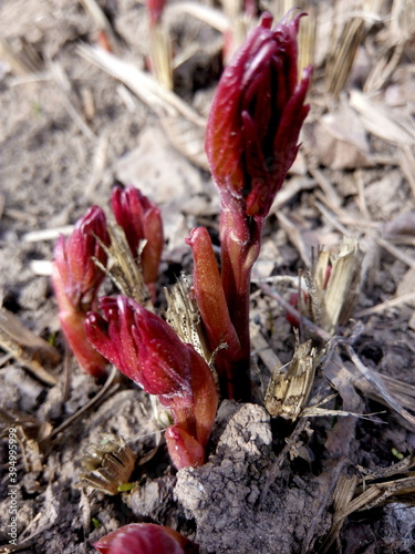 Young burgundy peony bush shoots in early spring in the country