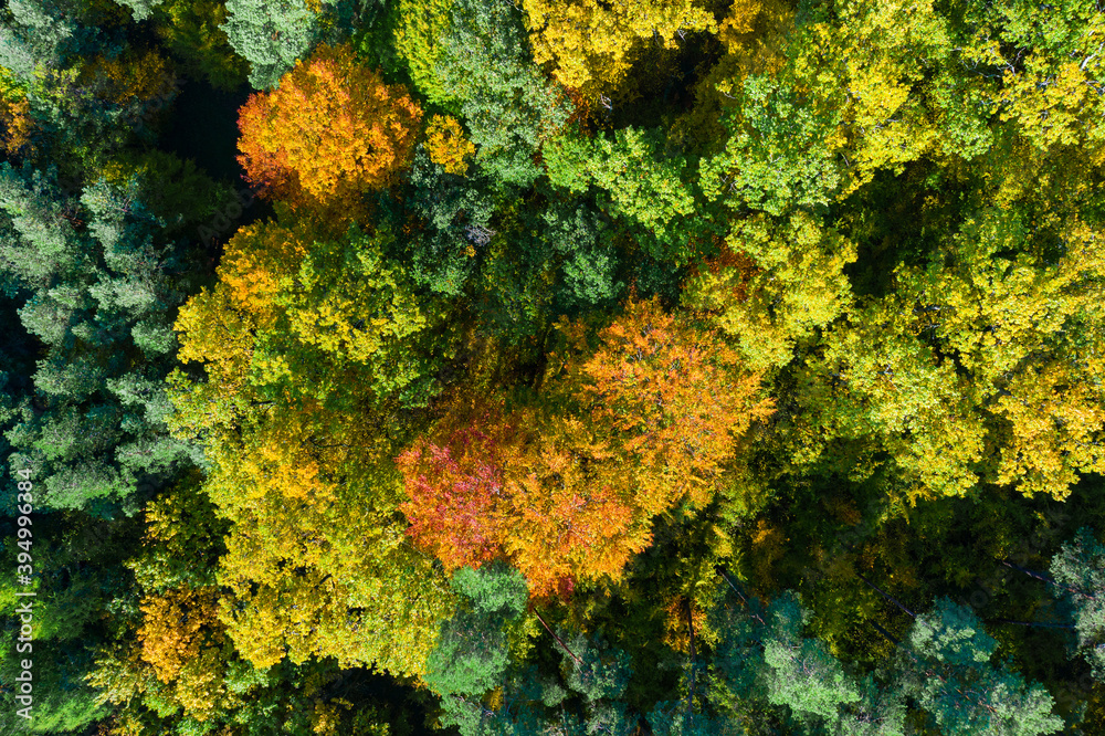 Naklejka premium Aerial top down view of vibrant colorful autumn forest