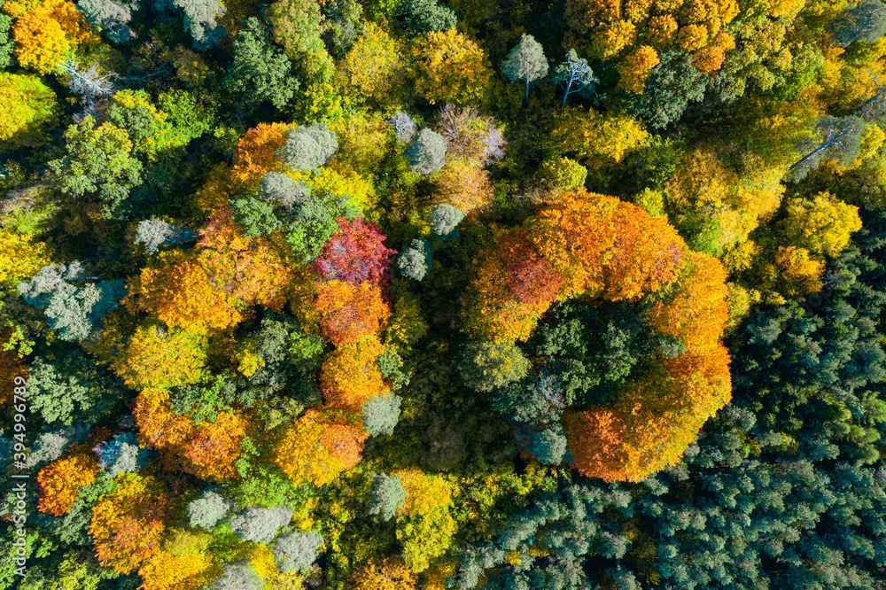 Aerial top down view of vibrant colorful autumn forest