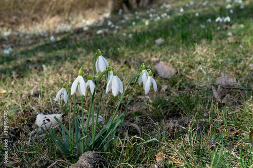 Blooming snowdrops in a forest in spring
