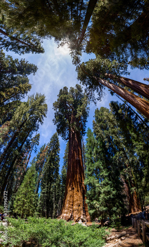 Huge Sequoia Trees In Sequoia National Park, California USA © oluuuka