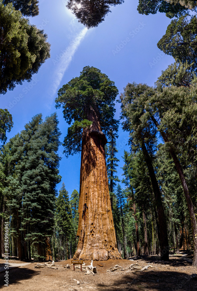 Obraz premium Huge Sequoia Trees In Sequoia National Park, California USA