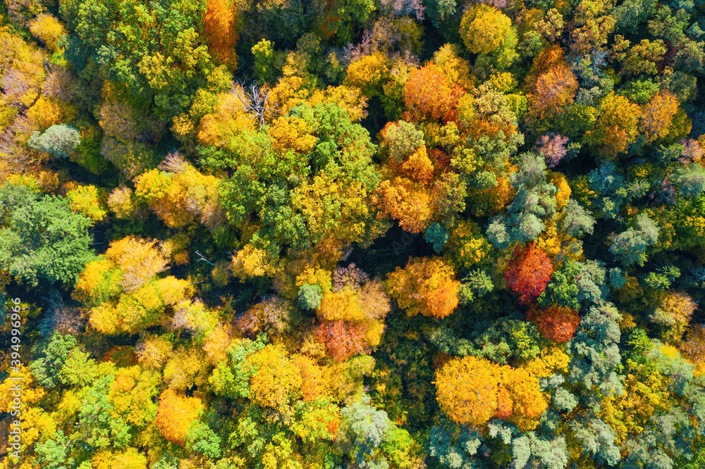 Aerial view of color autumn forest