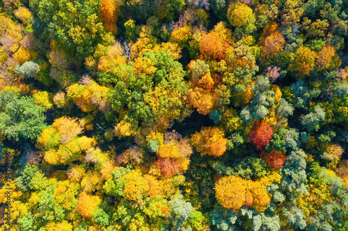 Aerial view of color autumn forest