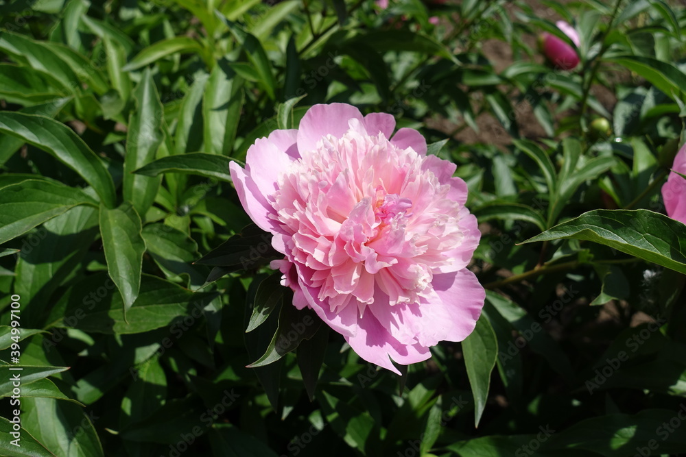 Fototapeta premium Garden peony with one pink flower in mid May