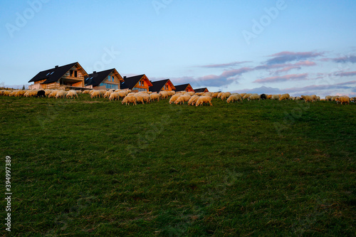 Fototapeta Naklejka Na Ścianę i Meble -  flock of sheep grazing on the hill during sunset