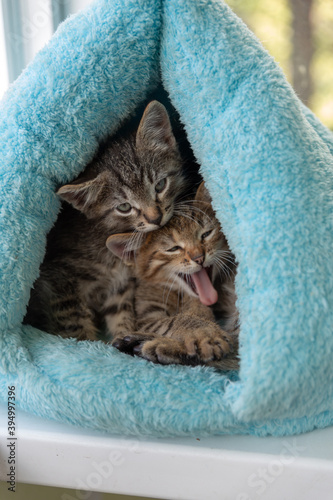Two tabby kittens peek out of a soft blue house. One yawns © Eno1