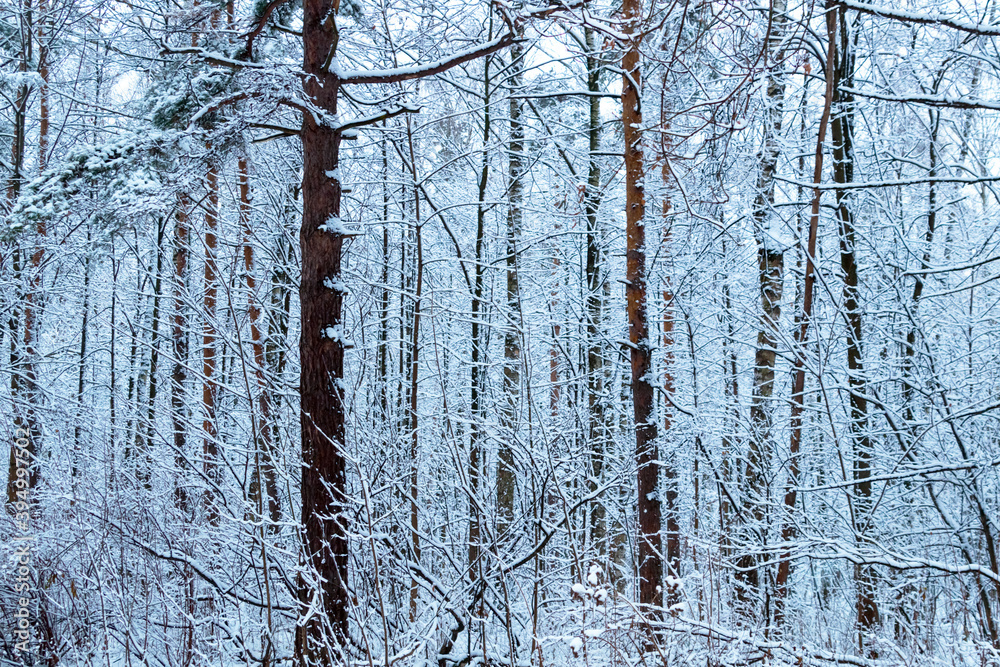 Snowy forest with blue tint of snow Snowy forest with blue tint of snow