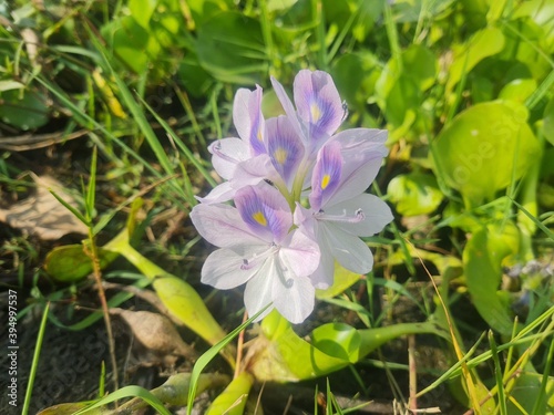 flowers in the garden