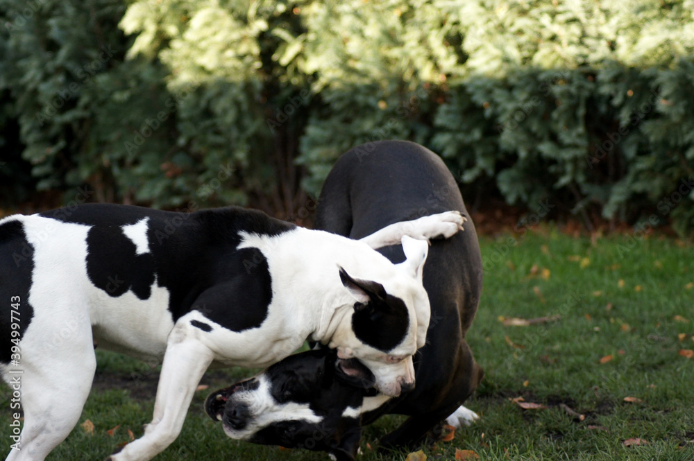 Zwei Bulldoggen beim Spielen